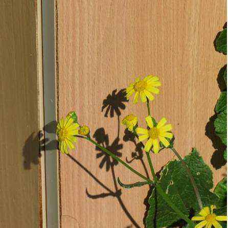 Blumensträuße Beispiel