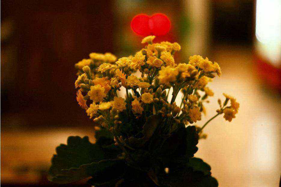 Bouquet 1